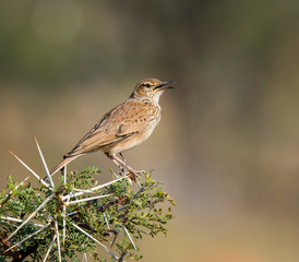 Fototapeta premium Spike-heeled Lark