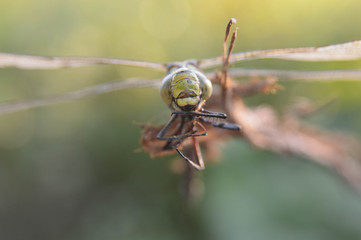Стрекоза медитирует 