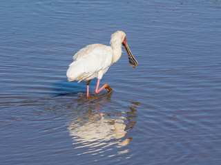 African Spoonbill
