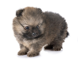 Obraz premium puppy pomeranian in studio
