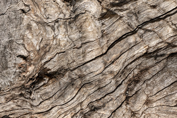 Detail of a Tree Bark for a Background