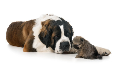 Obraz premium saint bernard and spitz