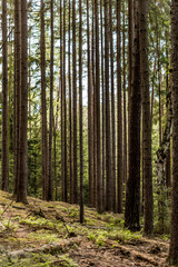 Obraz premium Tief im Wald