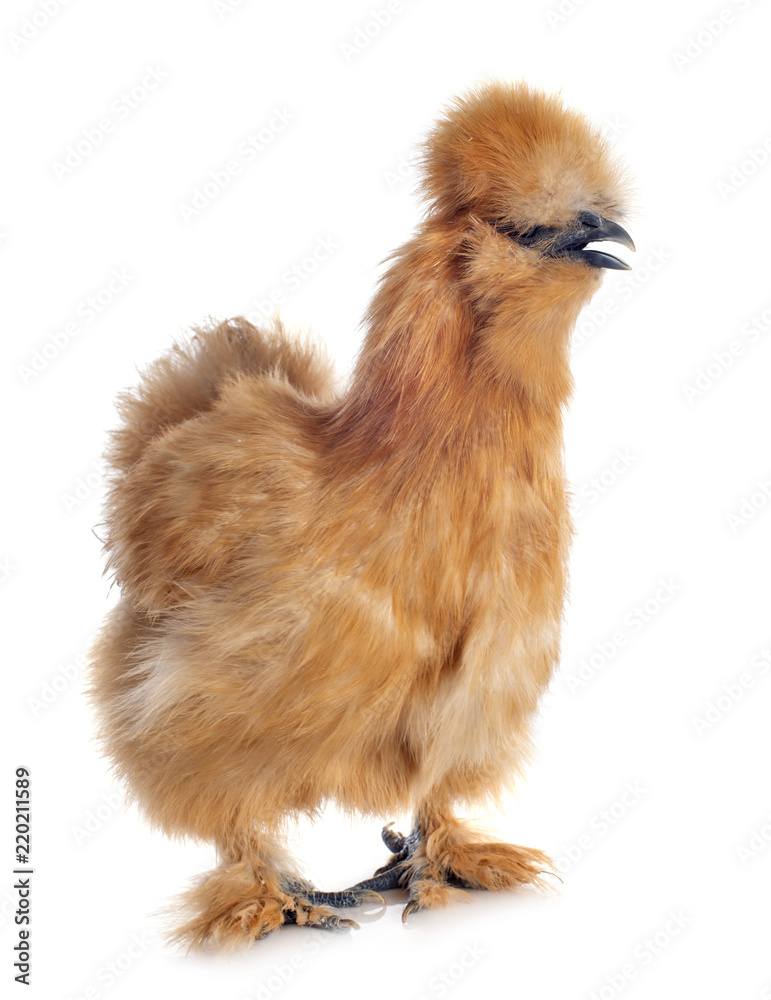 Canvas Prints brown silkie in studio