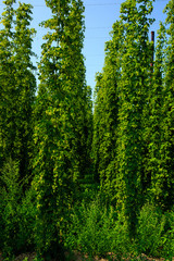 Fototapeta premium Hopfengärten bei Tettnang