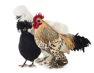 three chicken in studio