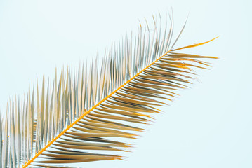 summer time concept. palm leaves close up