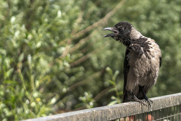 Crow on the fence