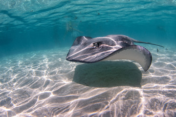 Stingray in french polynesia