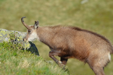 Chamois