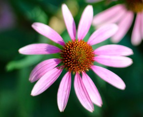 Fototapeta premium A close view on the pink flower in the garden.