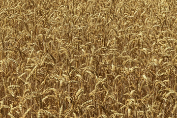 wheat field in summer