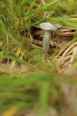 Small fruit body of Clitocybe odora, also known as the aniseed toadstool