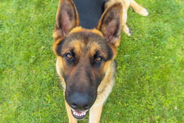 Funny german shephard looking into the camera