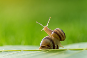 Beautiful lovely snail in grass with morning dew.