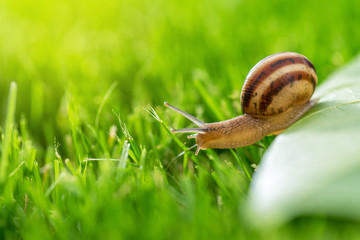 Beautiful lovely snail in grass with morning dew.