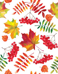  Seamless pattern, autumn maple leaves and mountain ash on a white background.