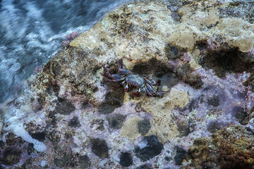 Red rock crabs