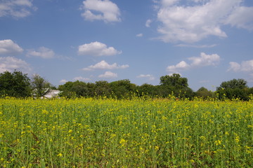 field with yellow flowers against the blue sky