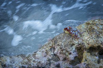 Red rock crabs