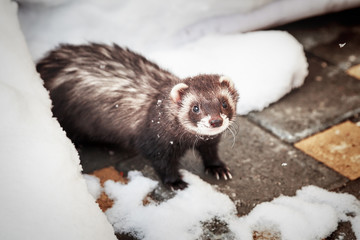 Mustela putorius furo, walking in the snow