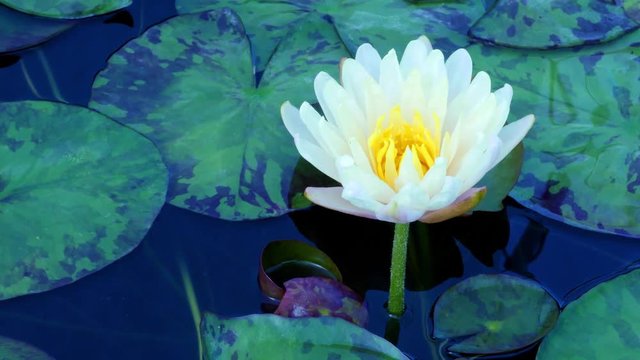 Time lapse footage.Opening beautiful water lily flower in the lake . Pink lily, Nymphaea reflection in the pond
