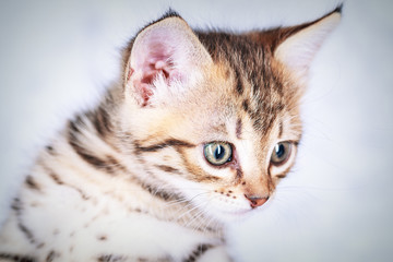 Close up portrait of a little tabby kitten