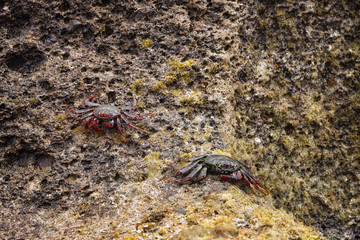 Red rock crabs