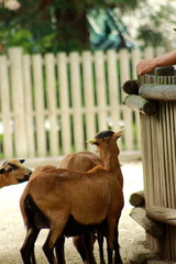 curious goats