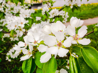 White apple flowers