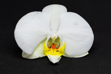 White orchid blossom on black background