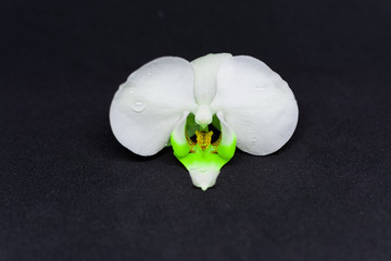 White orchid blossom on black background