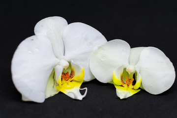 Two white orchid blossoms on black background
