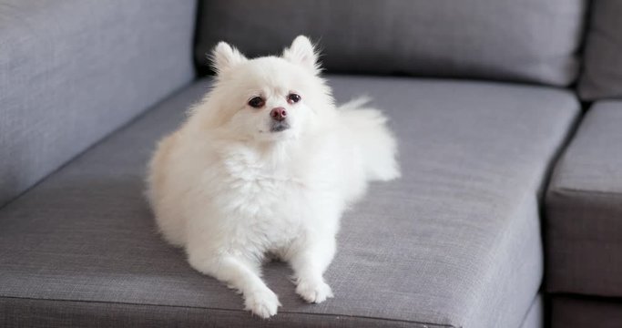 White pomeranian dog sitting on couch
