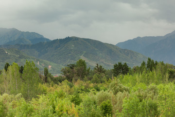 mountains and forest