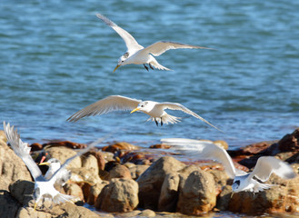 Fototapeta na wymiar Swift Tern