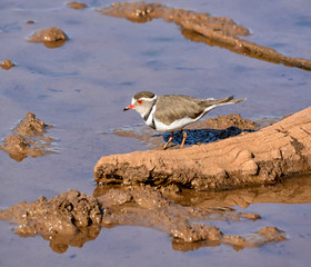 Three-banded Plover