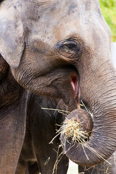  Elephas maximus / The Asian elephant or Asiatic elephant - ZOO Troja, Prague, Czech republic