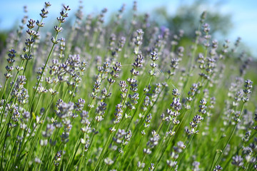 Fototapeta premium lavander field