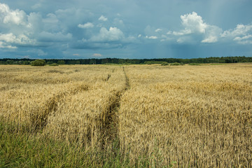 Wheel tracks in a field of grain, forest on the horizon