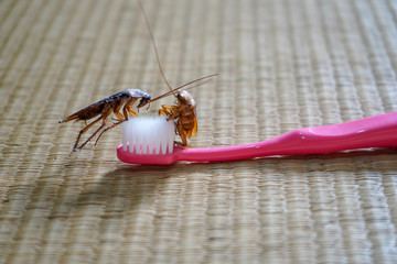 The problem in the house because of cockroaches living in the toilet, cockroach on Toothbrush