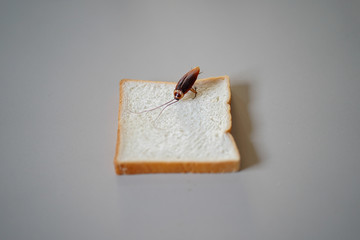 The problem in the house because of cockroaches living in the kitchen, cockroach eating bread