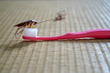 The problem in the house because of cockroaches living in the toilet, cockroach on Toothbrush