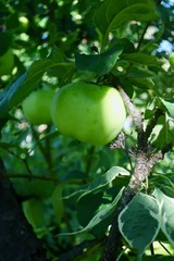 juicy green Apple hanging on a branch and illuminated by the sun