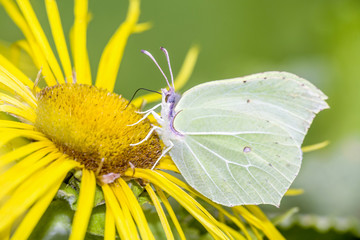 Zitronenfalter - Gonepteryx rhamni - common brimstone butterfly resting on Inula magnifica - Grosser Alant