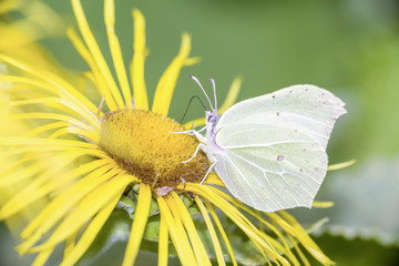 Zitronenfalter - Gonepteryx rhamni - common brimstone butterfly resting on Inula magnifica - Grosser Alant