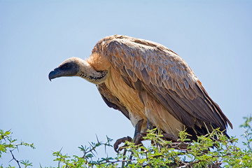 White-backed Vulture