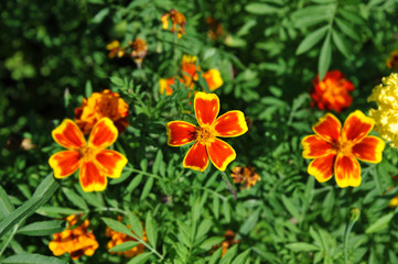 Tagetes flower in flowerbed