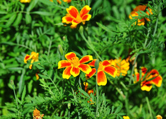 Tagetes flower in flowerbed