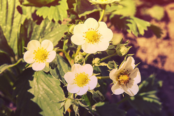 Blossoming strawberry. Strawberry field. Strawberry flowers.